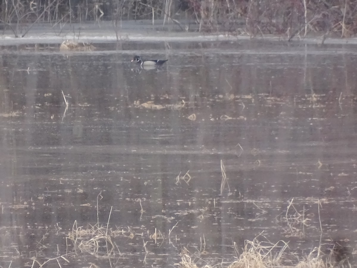 Wood Duck - ML433650051