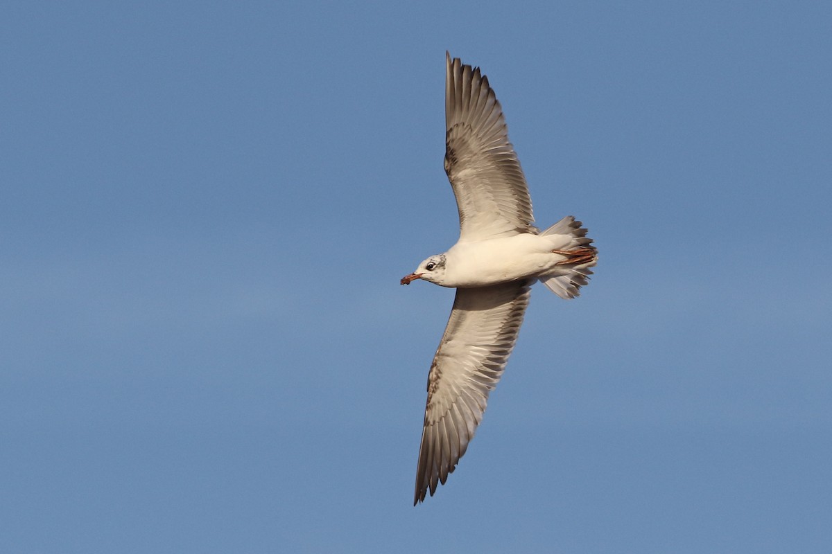 Gaviota Cabecinegra - ML433651261