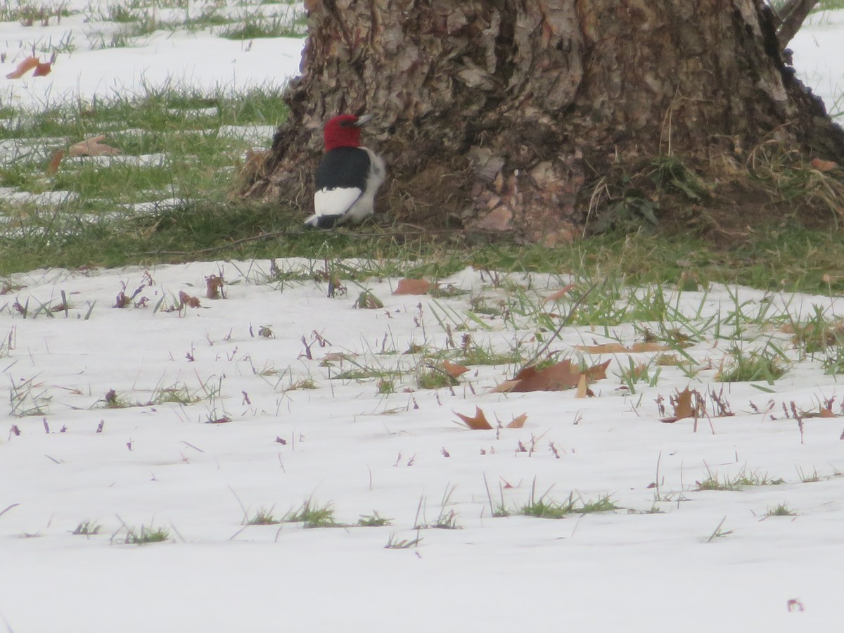 Red-headed Woodpecker - ML43365141