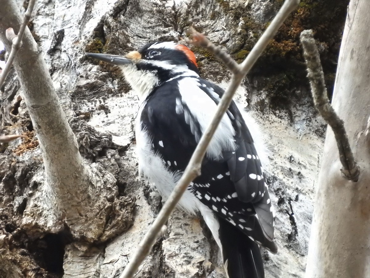 Hairy Woodpecker - ML433653481