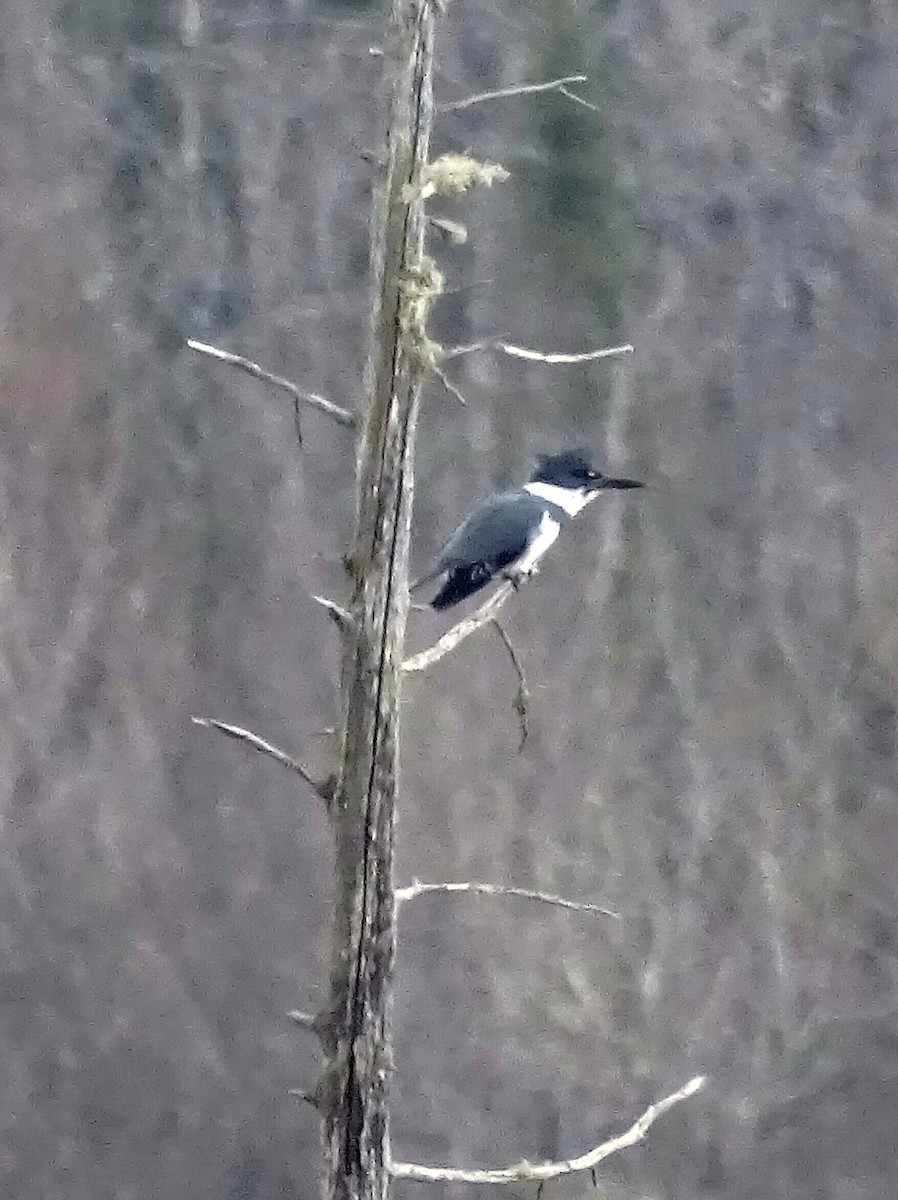 Belted Kingfisher - ML433655391