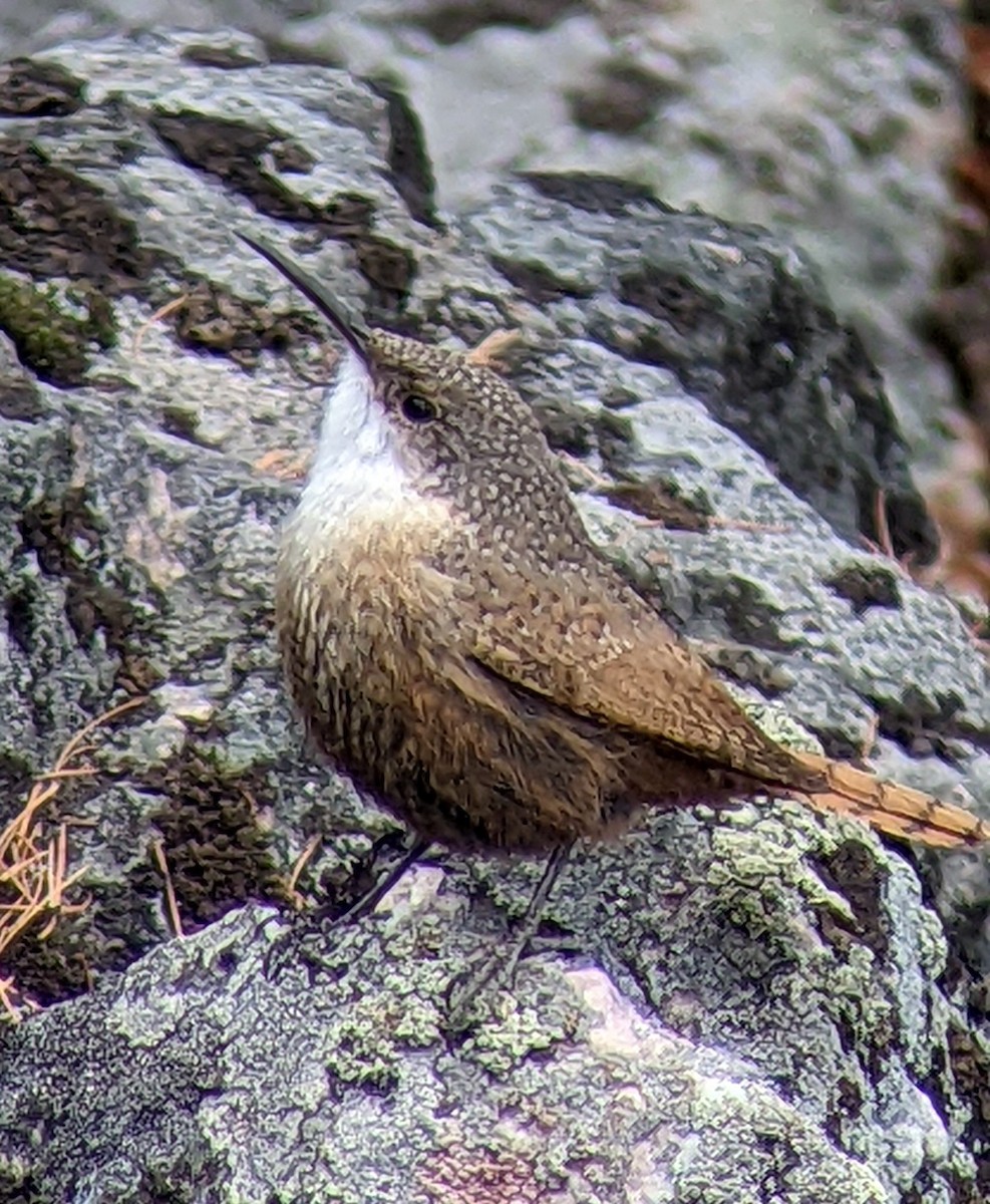 Canyon Wren - ML433656191