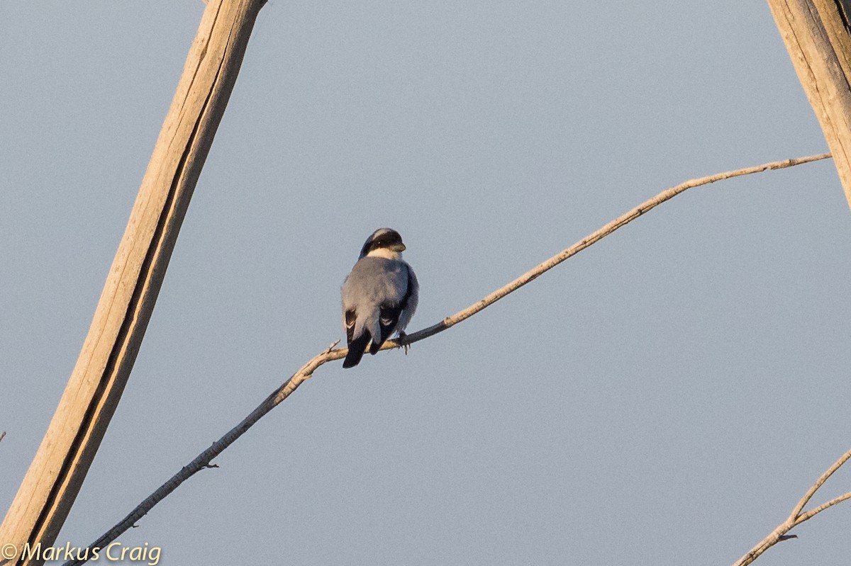 Lesser Gray Shrike - ML43365811