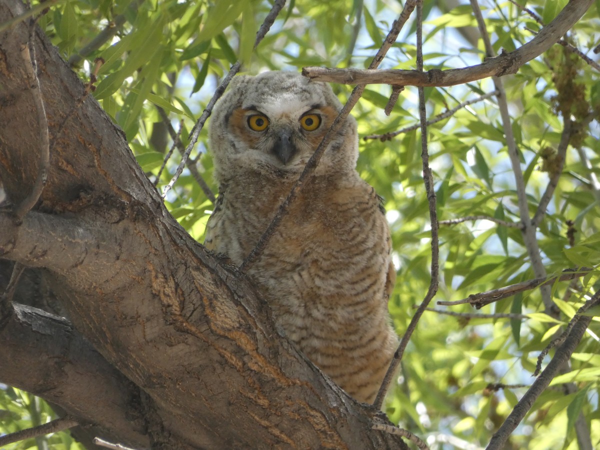 Great Horned Owl - ML433658571