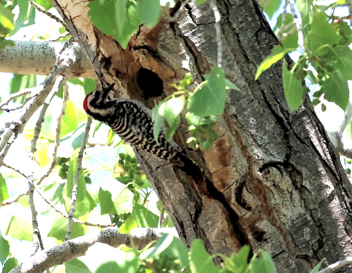 Ladder-backed Woodpecker - ML433658611