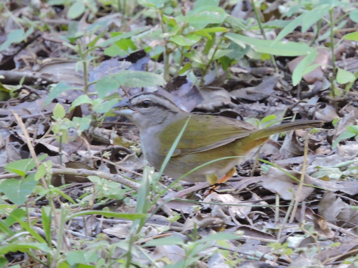 Green-backed Sparrow - ML43366091