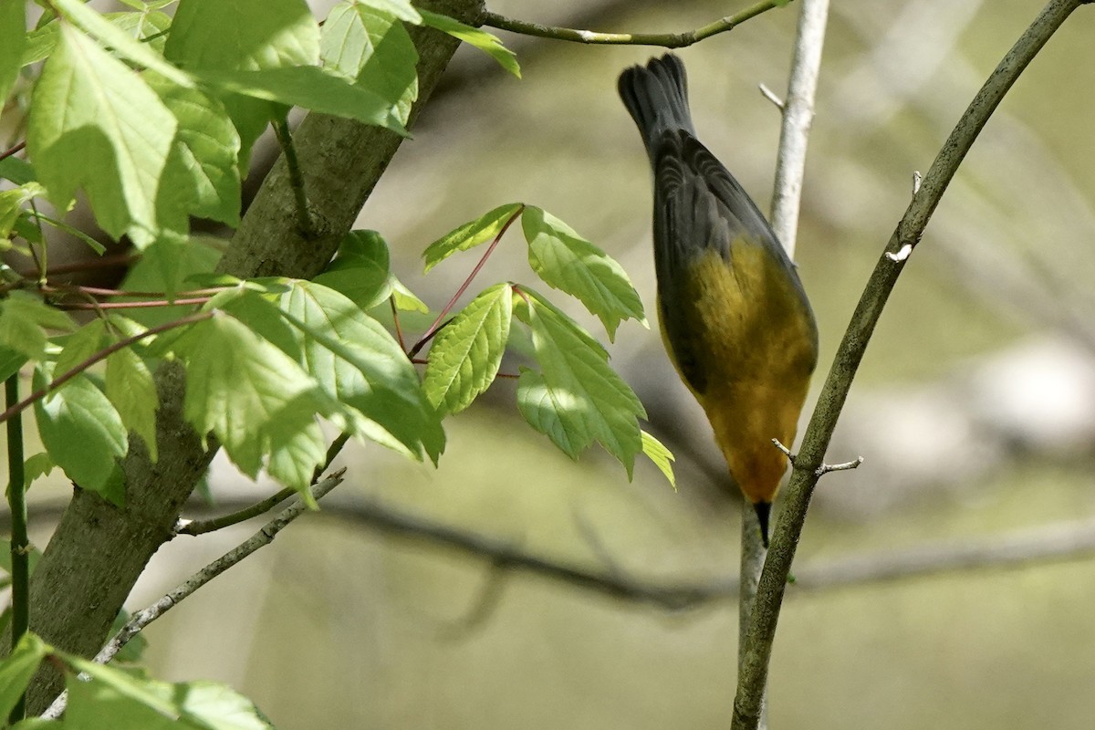 Prothonotary Warbler - ML433661431