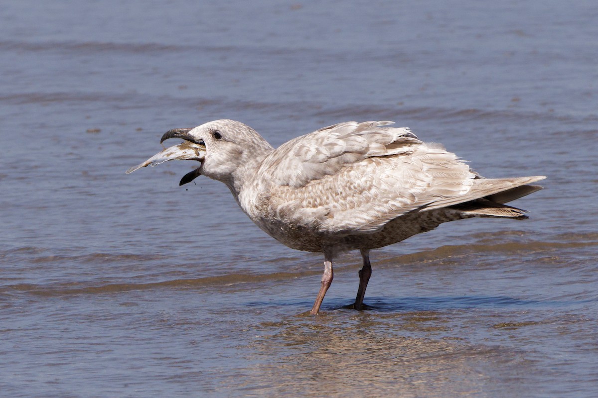 Glaucous-winged Gull - ML433663381