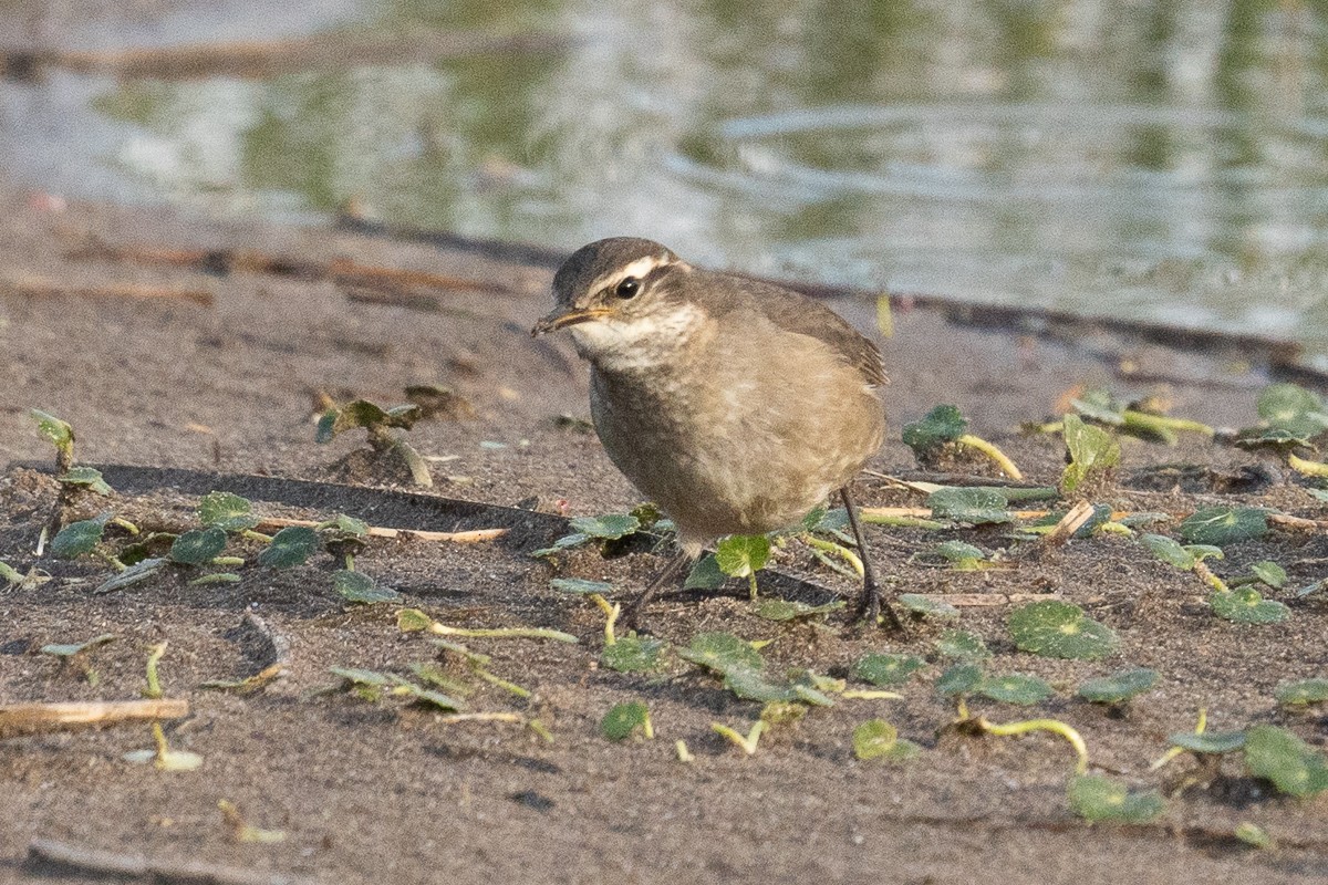 オビバネカワカマドドリ - ML433664071