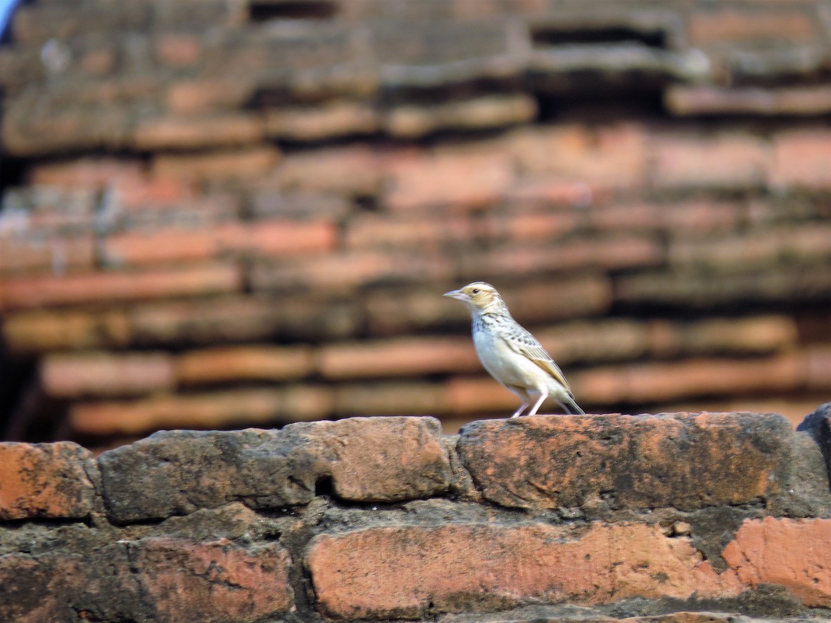 Burmese Bushlark - ML433664941