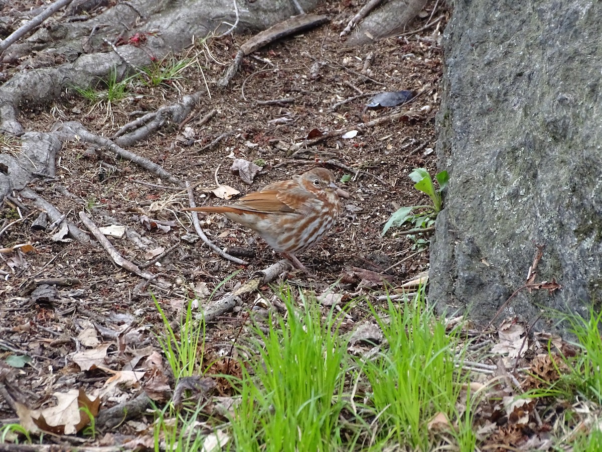 Fox Sparrow (Red) - ML433665651