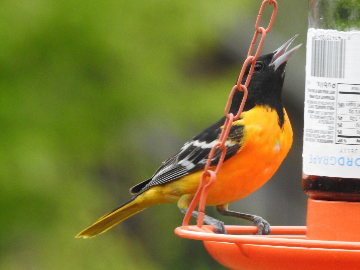 Baltimore Oriole - ML433666471