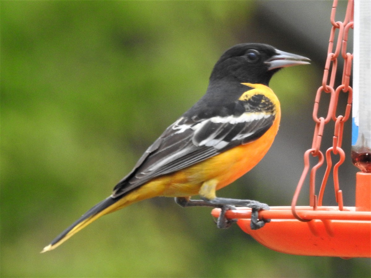 Baltimore Oriole - ML433666521