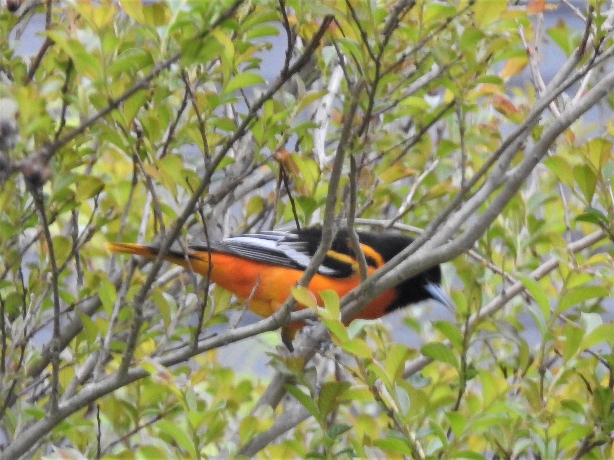 Baltimore Oriole - ML433666581