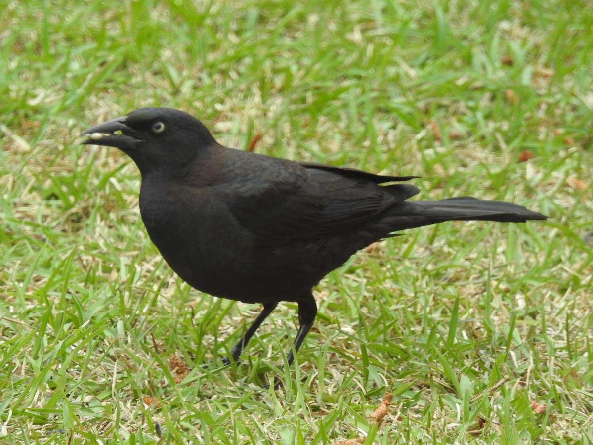 Common Grackle - ML433666651