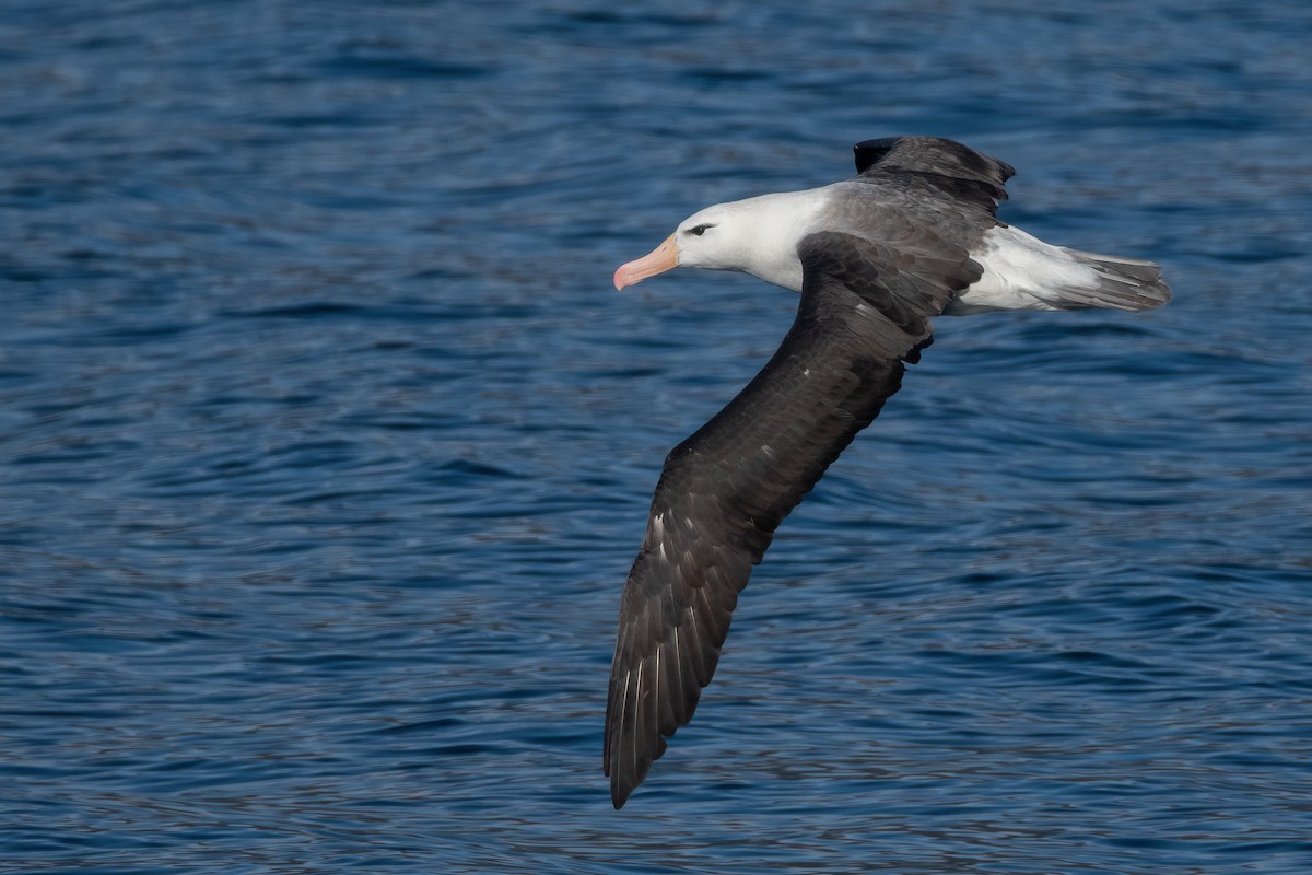 Albatros à sourcils noirs - ML433667451