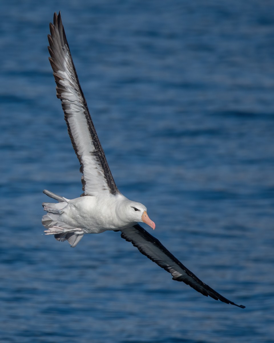 Black-browed Albatross - Pablo Re