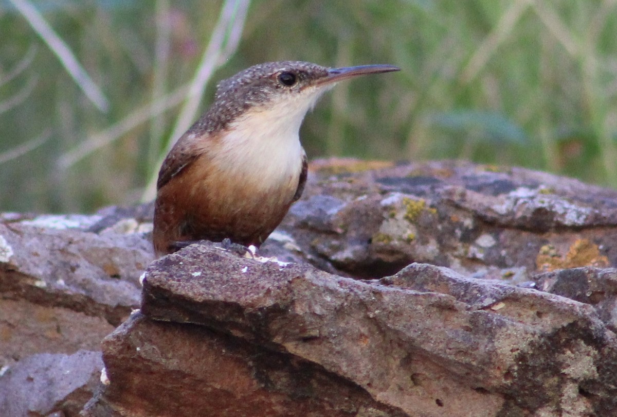 Canyon Wren - Tommy DeBardeleben