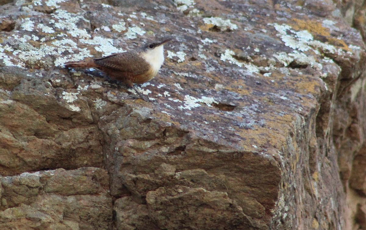 Canyon Wren - Tommy DeBardeleben