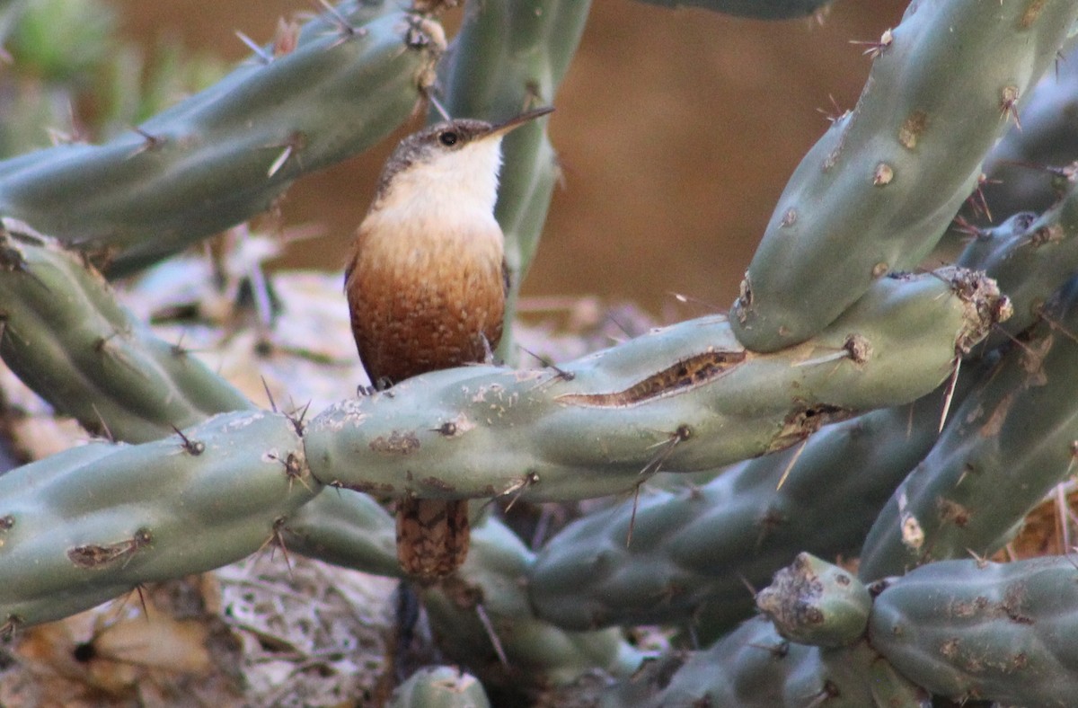 Canyon Wren - Tommy DeBardeleben