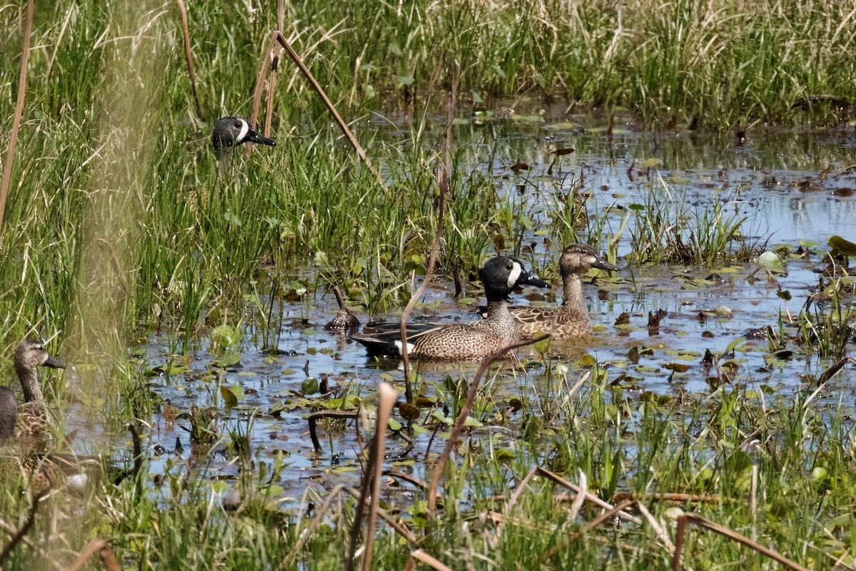 Blue-winged Teal - ML433668911