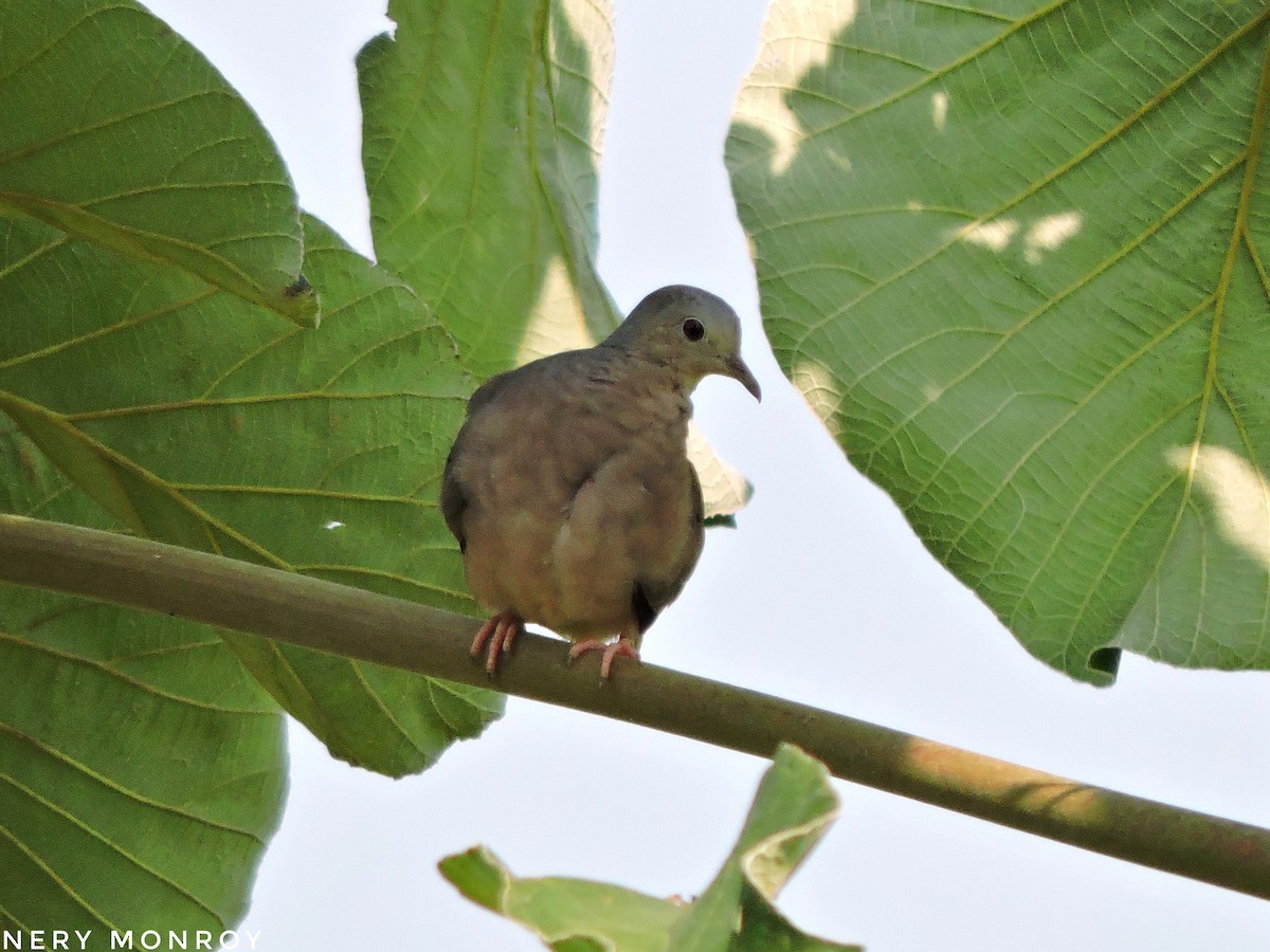 Plain-breasted Ground Dove - ML433669321