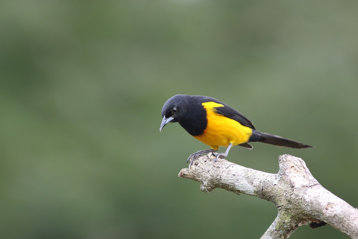 Black-vented Oriole - Mark Patry