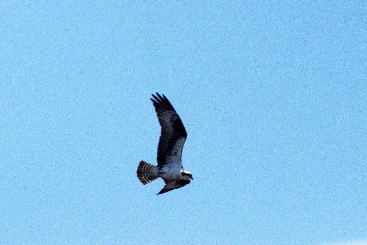 Osprey - ML433670451