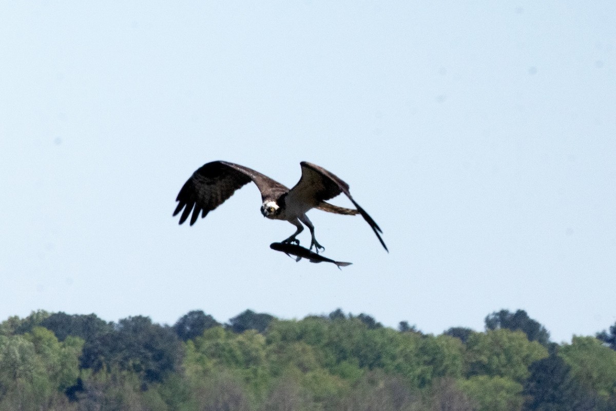 Osprey - ML433670481