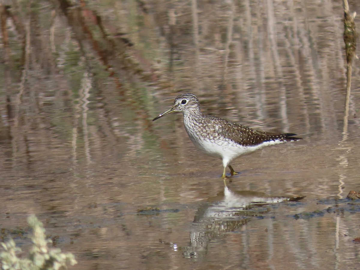 Solitary Sandpiper - ML433671041