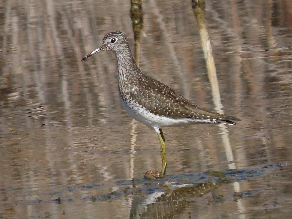Solitary Sandpiper - ML433671051