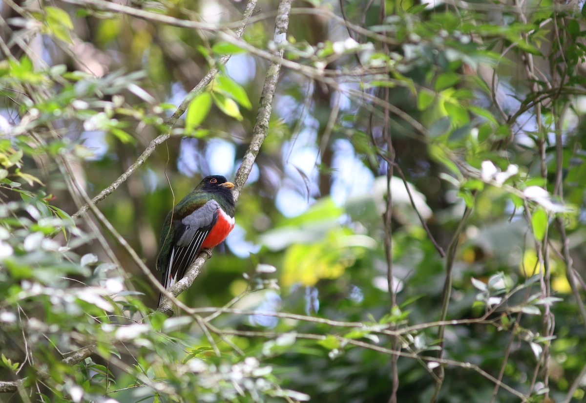 Trogon élégant - ML43367141