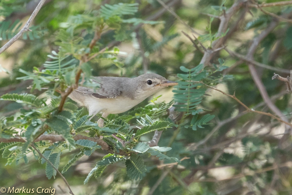 Upcher's Warbler - ML43367191