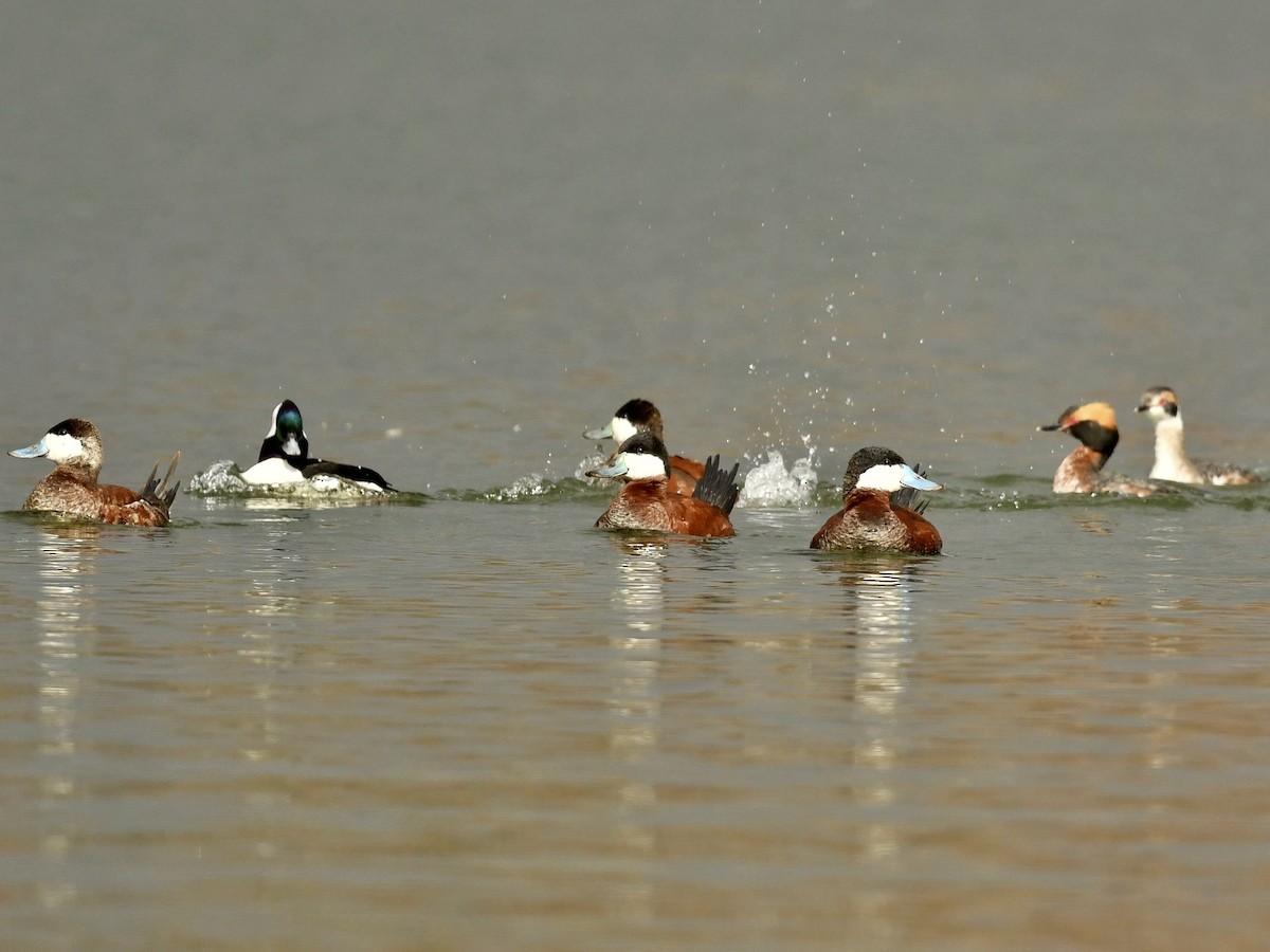 Ruddy Duck - Bill Massaro