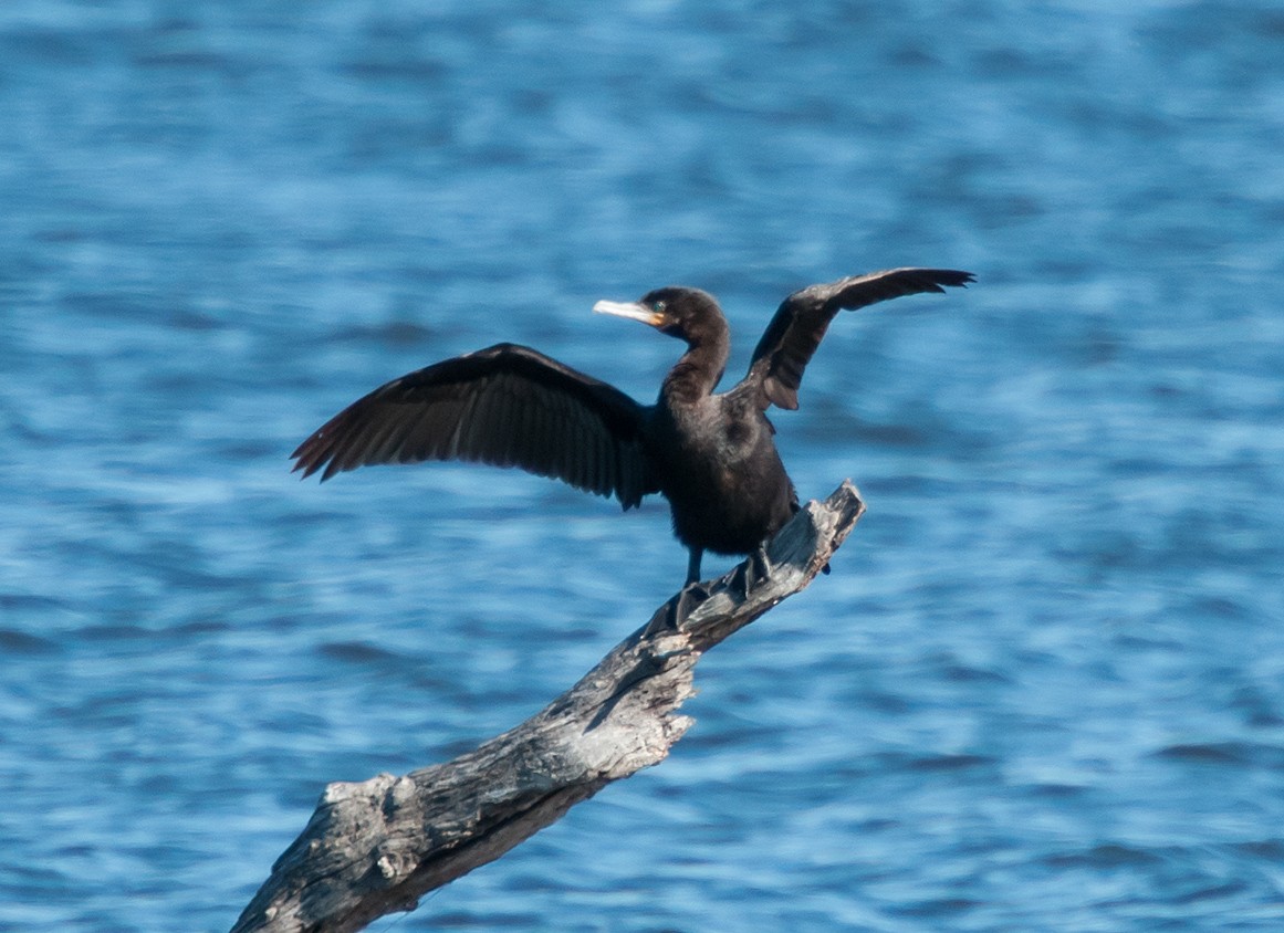 Neotropic Cormorant - ML43367351