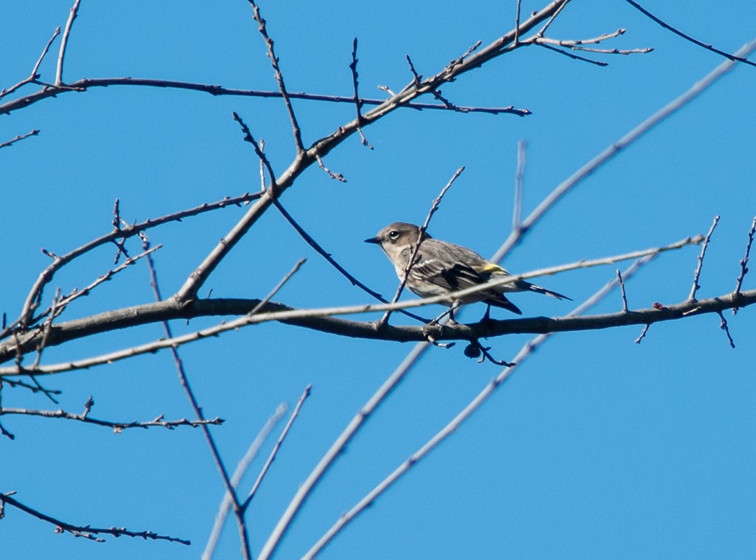 Yellow-rumped Warbler - ML43367481