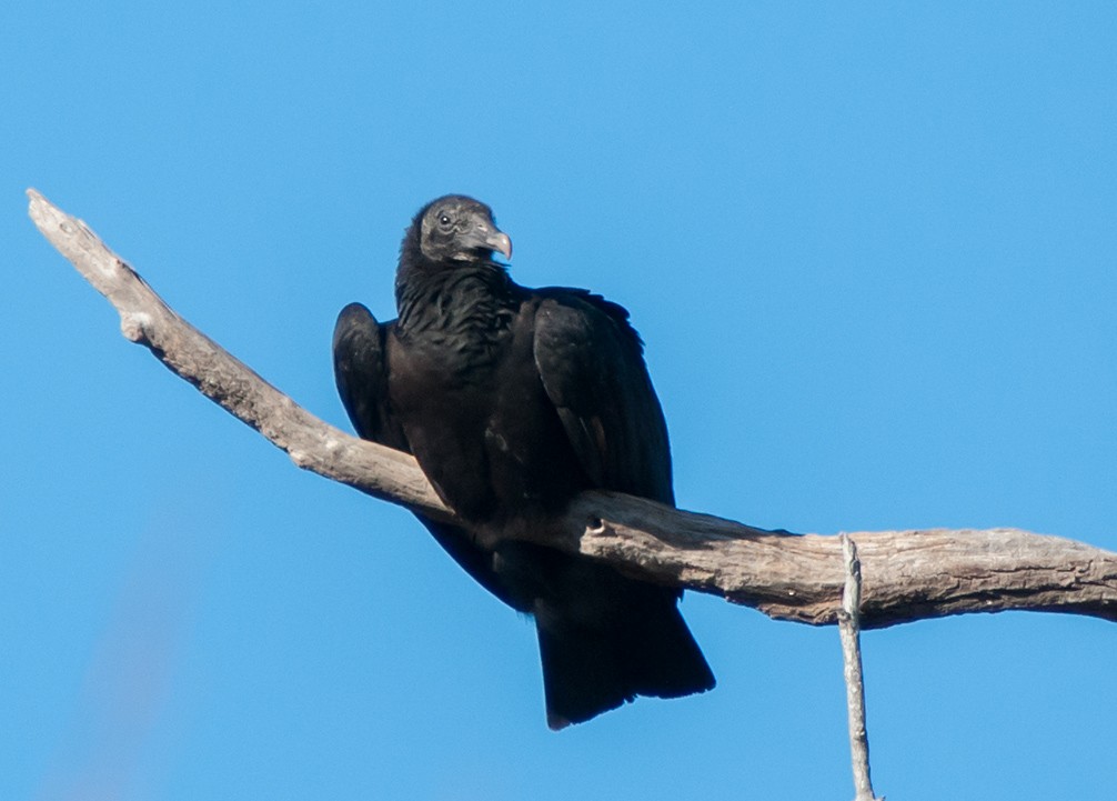 Black Vulture - ML43367561
