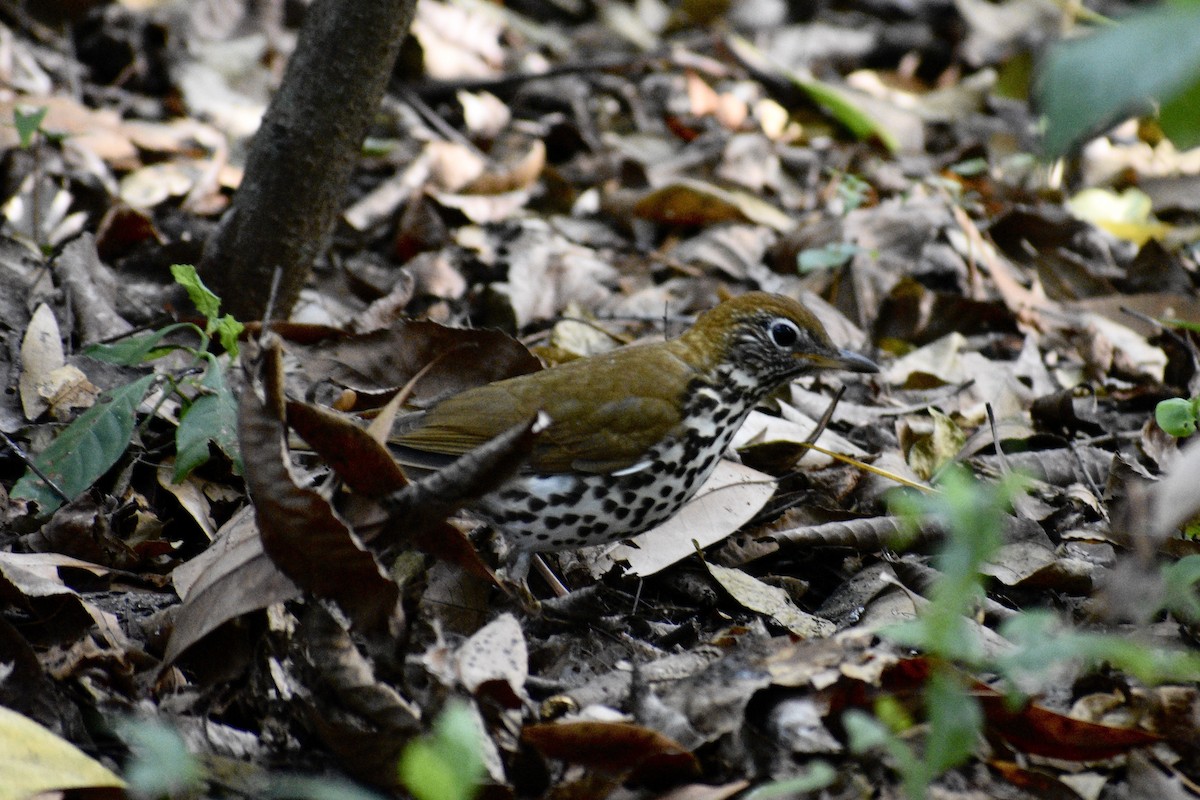 Wood Thrush - ML433675751