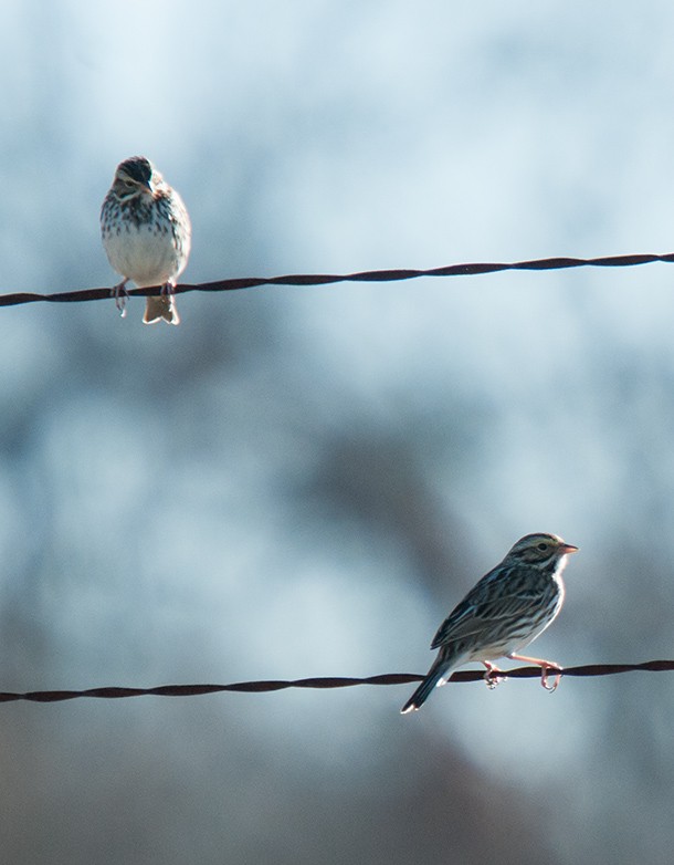 Savannah Sparrow - ML43367601