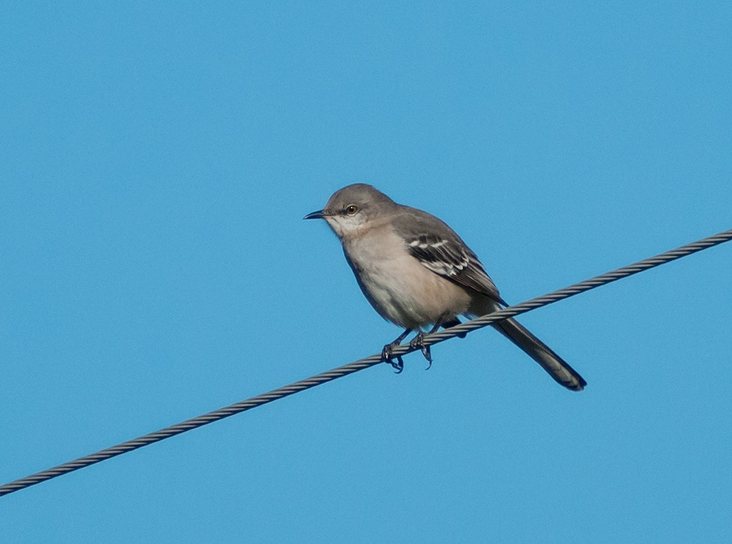 Northern Mockingbird - ML43367621