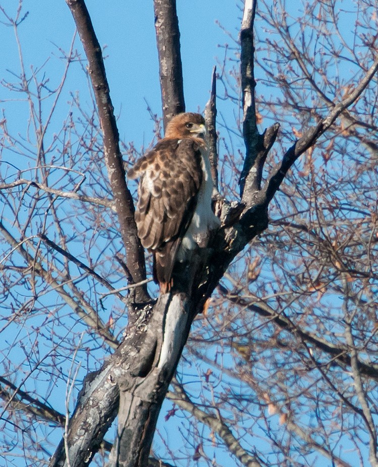 Red-tailed Hawk - ML43367731
