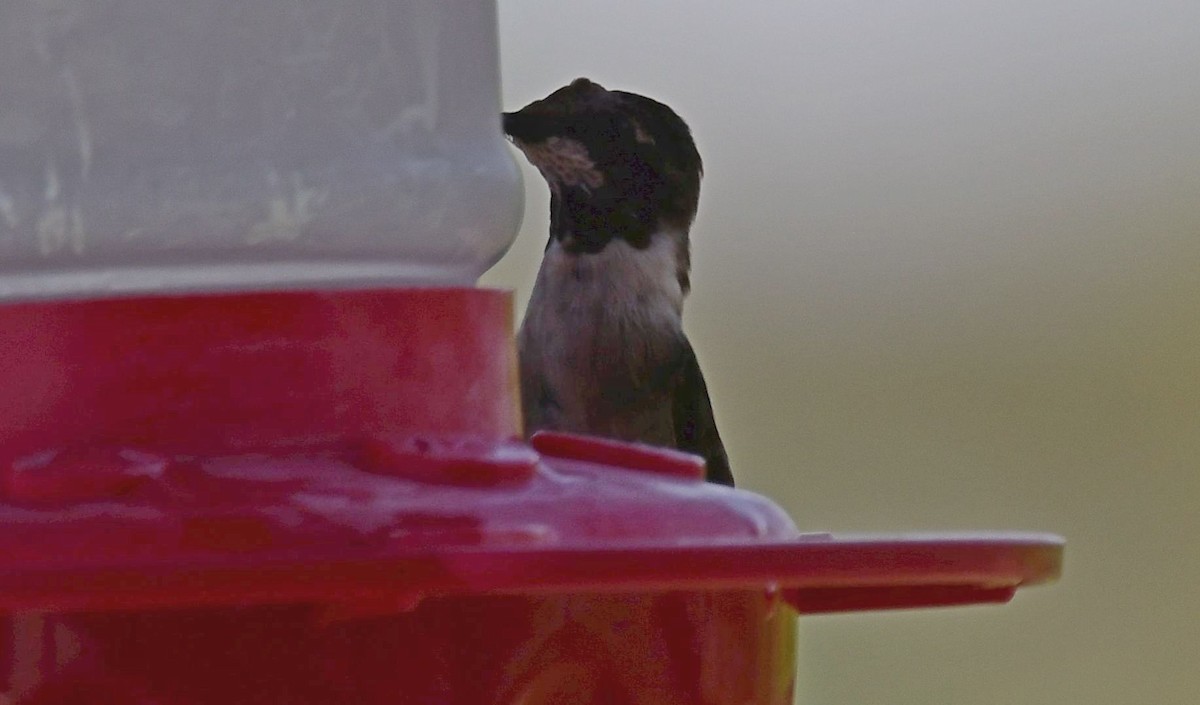 Ruby-throated Hummingbird - ML433677841