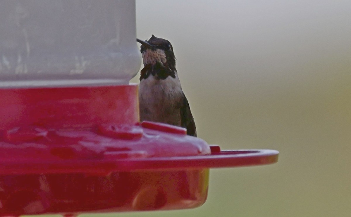 Ruby-throated Hummingbird - ML433677851