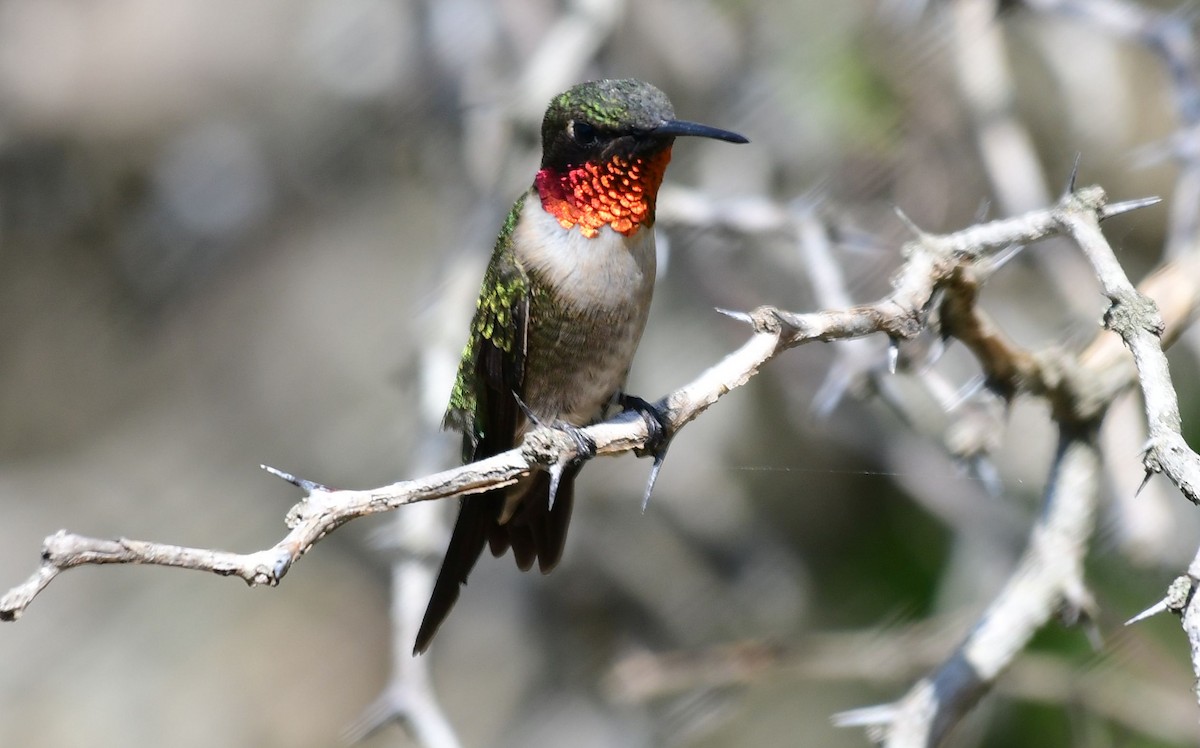 Ruby-throated Hummingbird - ML433677871