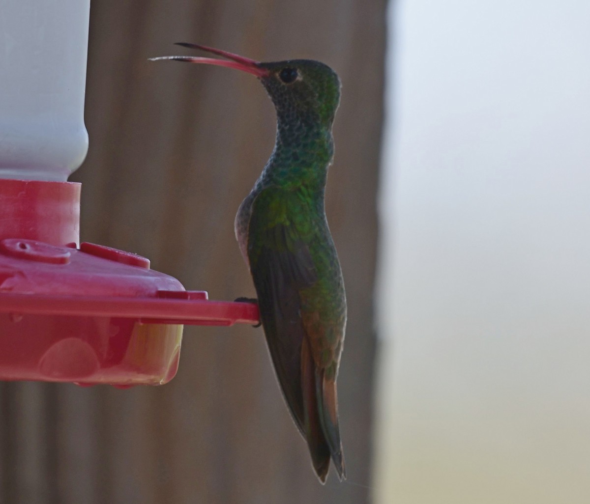 kolibřík yukatanský - ML433678091