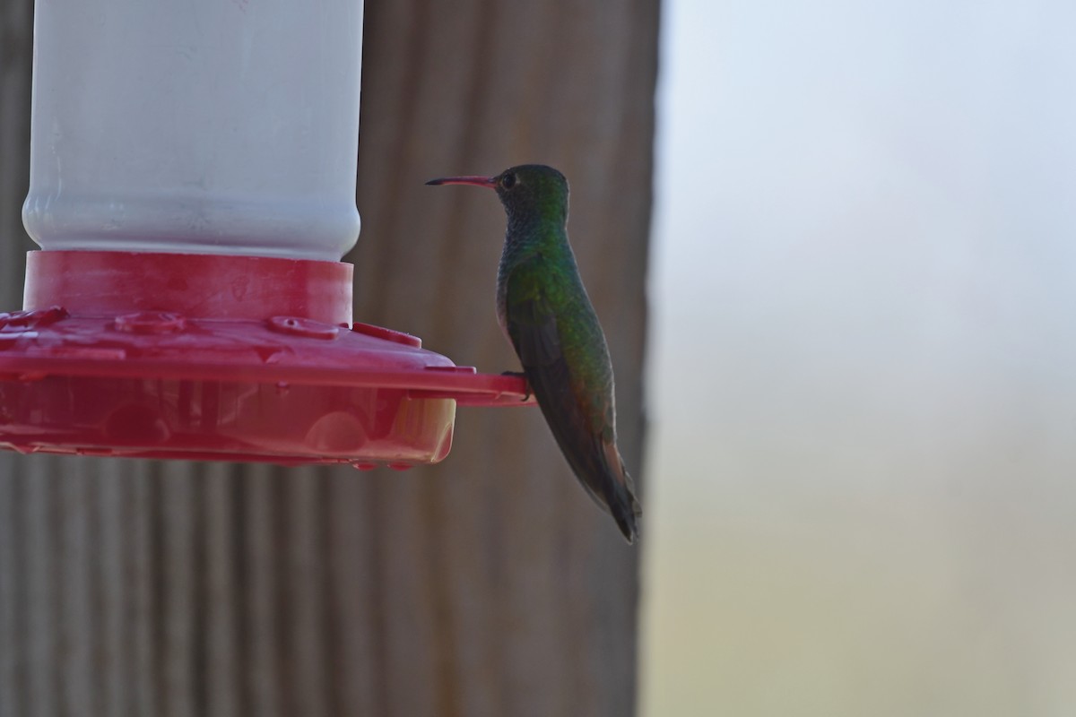 kolibřík yukatanský - ML433678121