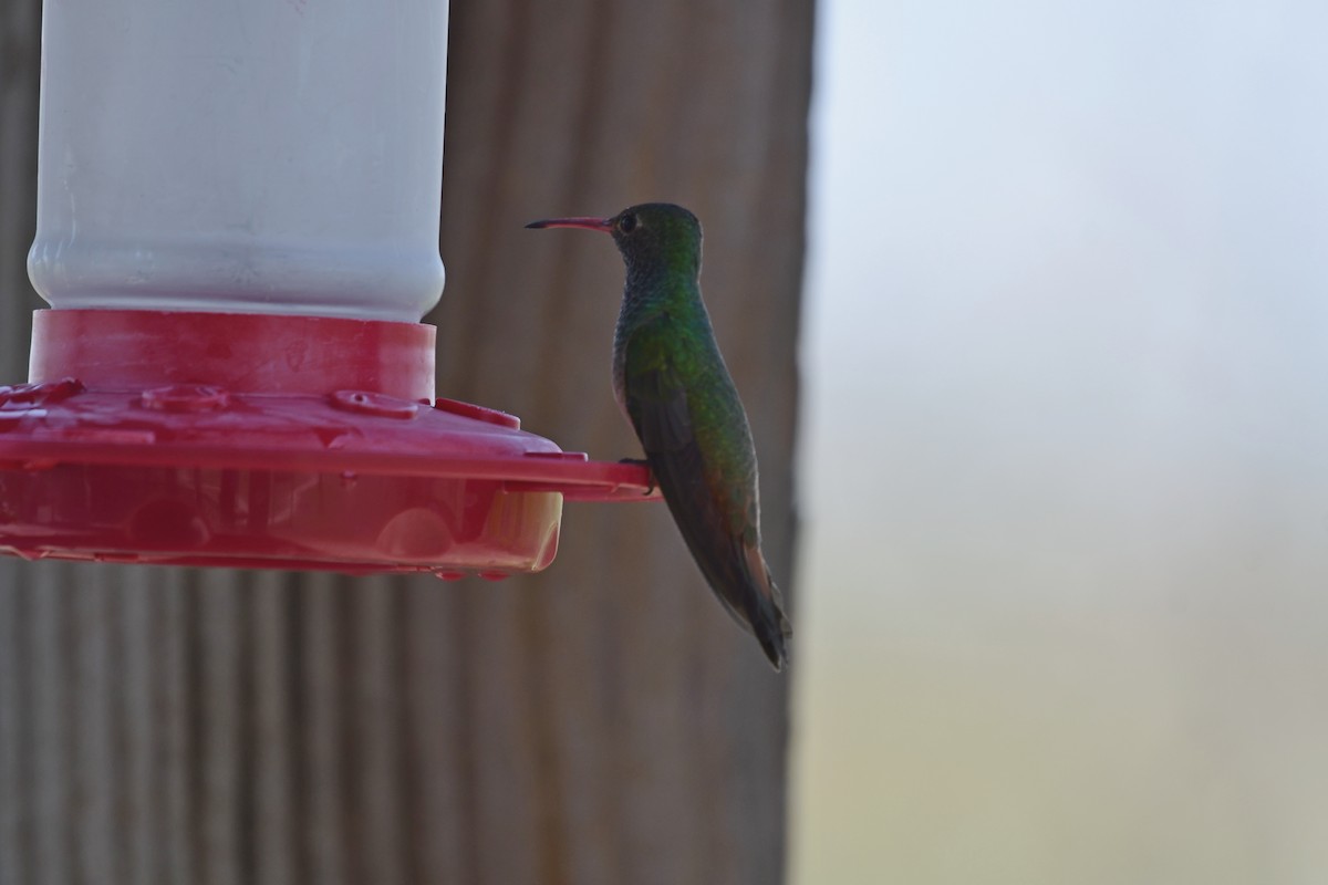 Buff-bellied Hummingbird - ML433678121