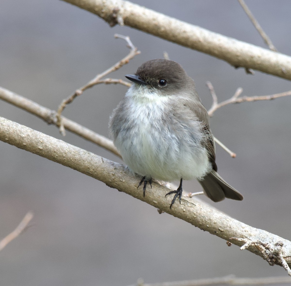 Eastern Phoebe - ML433678801