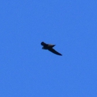 Chimney Swift - ML433679181