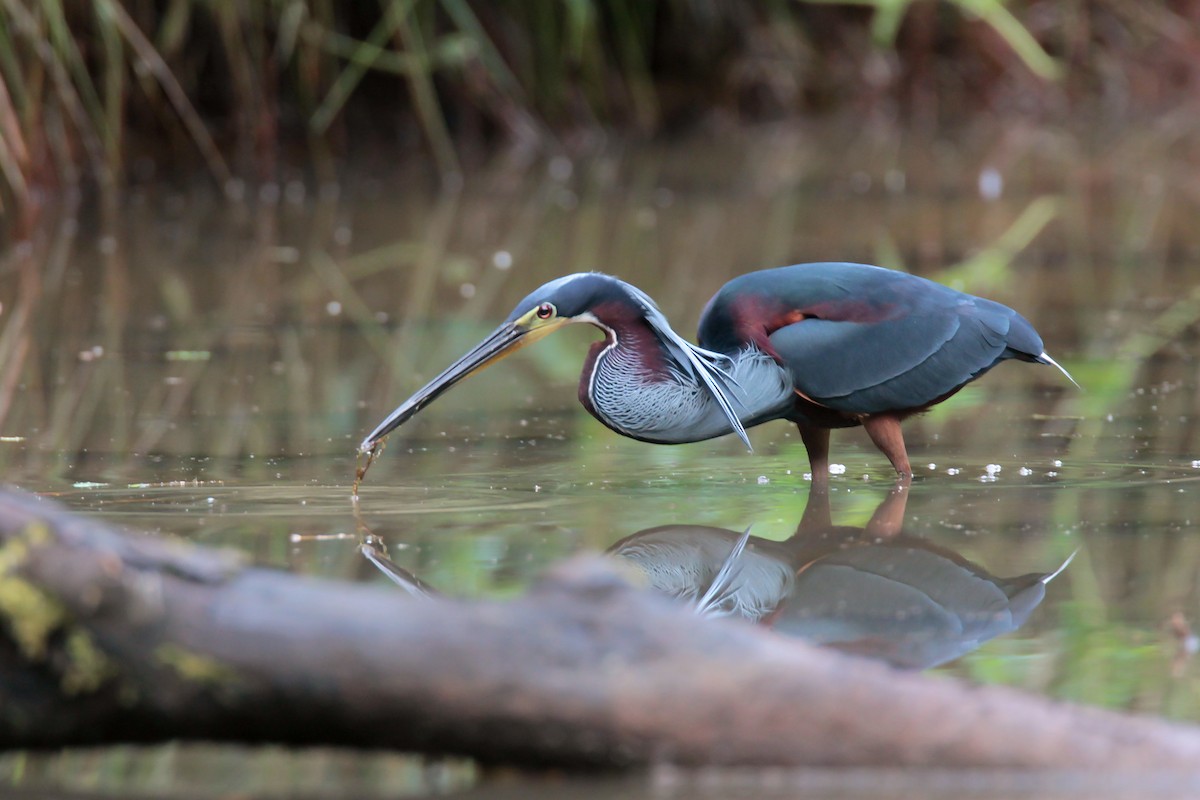 Garza Agamí - ML43367961